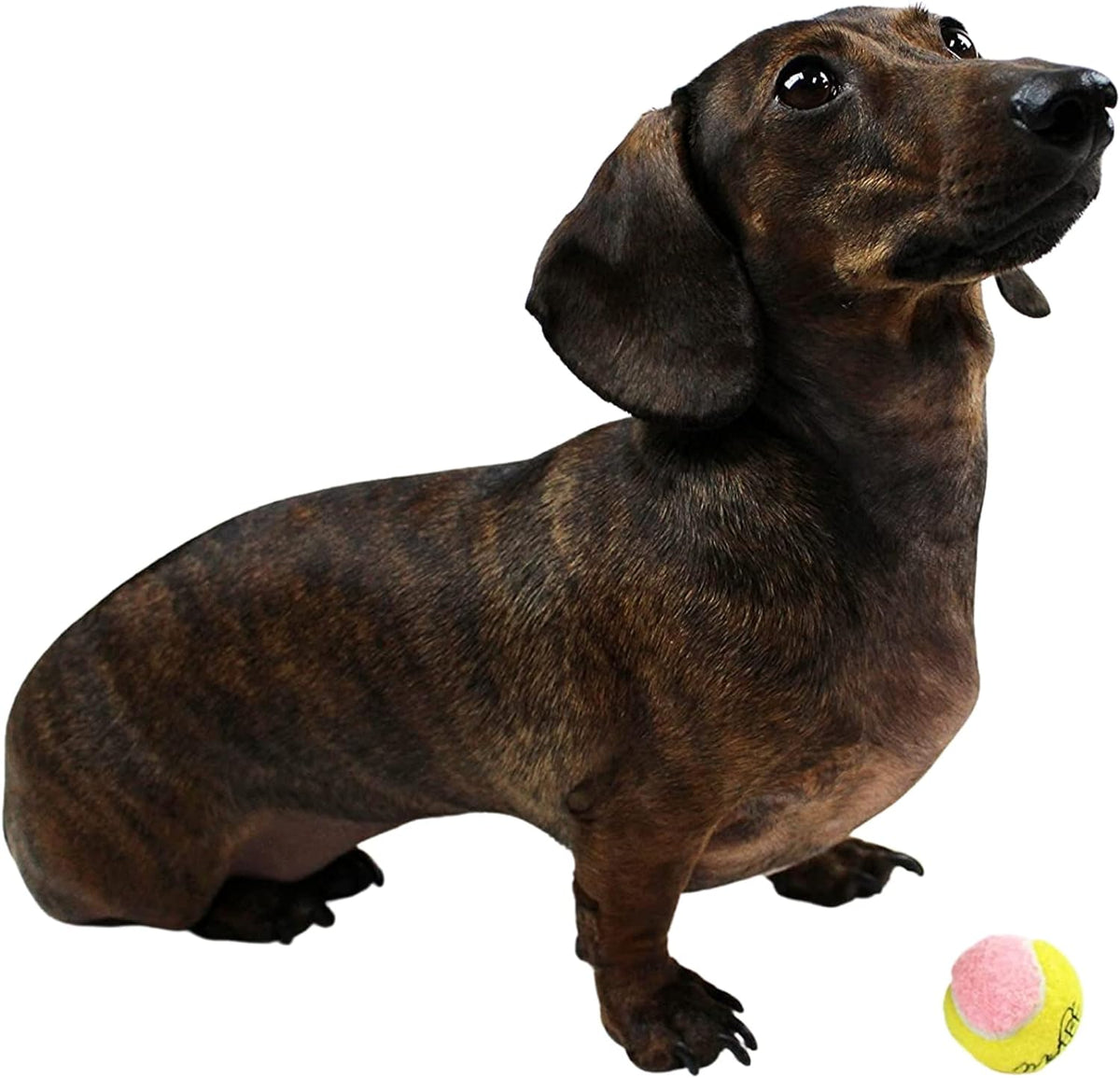 X-Small Dog Tennis Balls - 1.5" Pack of 12 for Endless Fun!